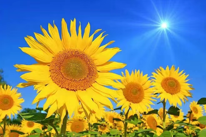 树脂填充材料花纹复制-模具电铸光学半导体环-氧树脂 - 4
