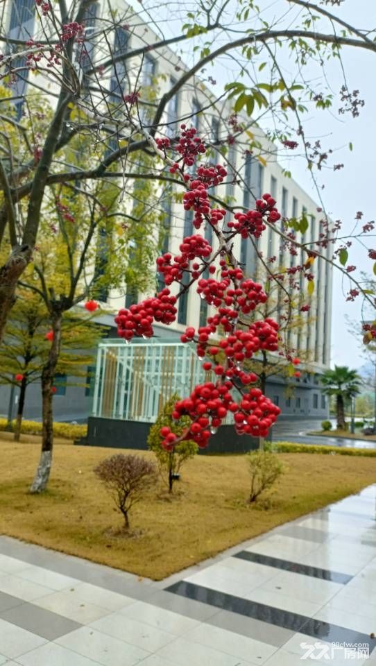 珠海高新区红本分层厂房1600㎡/户，40年产权，一层一户 - 5