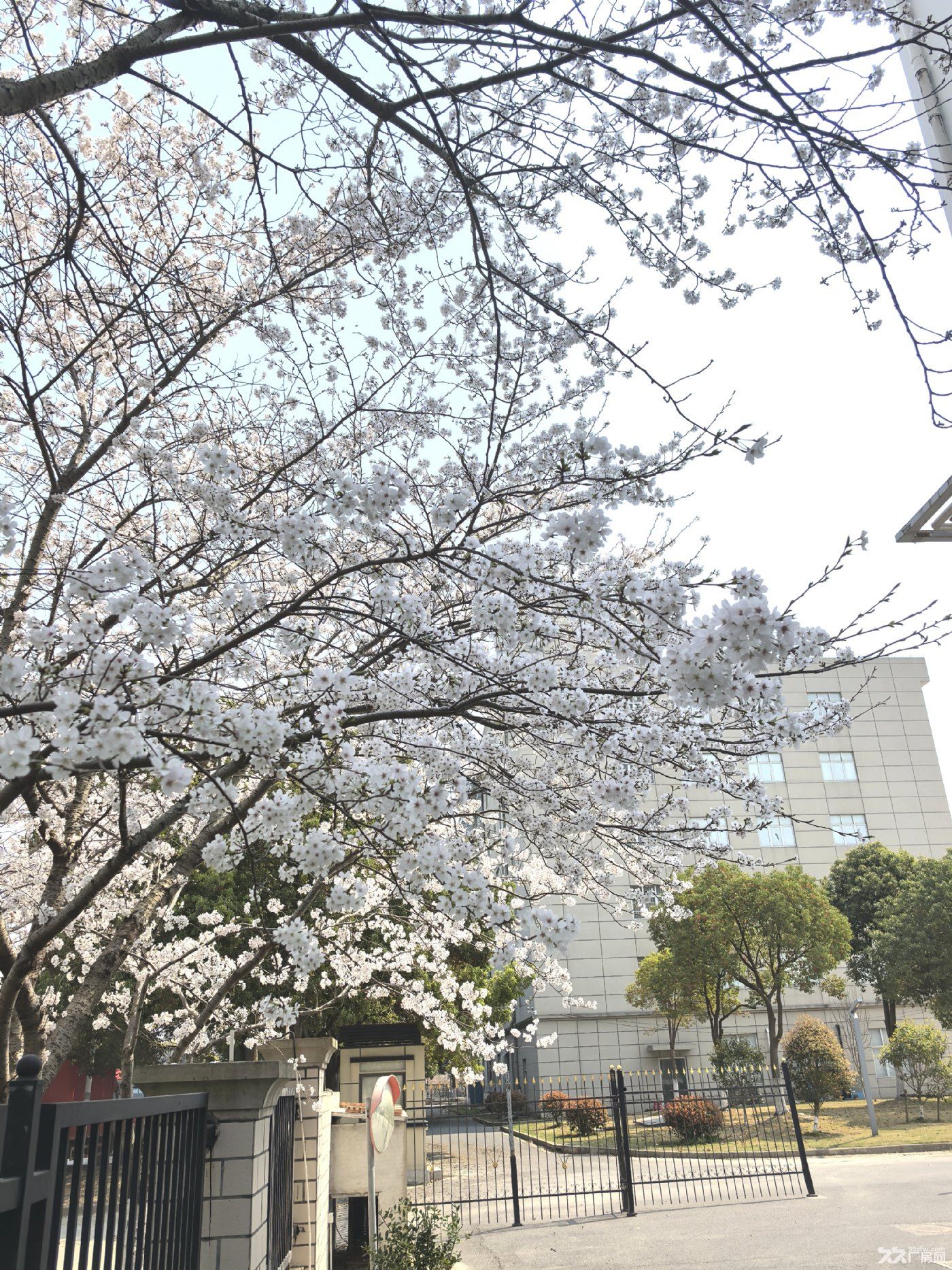不用去日本、武汉、也不用去顾村公园在自己厂区就可以欣赏樱花的独院厂房 - 2