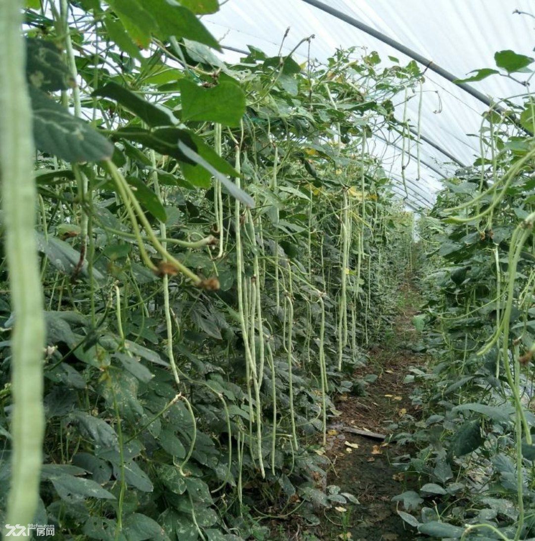 遂平槐树乡13亩蔬菜大棚出租