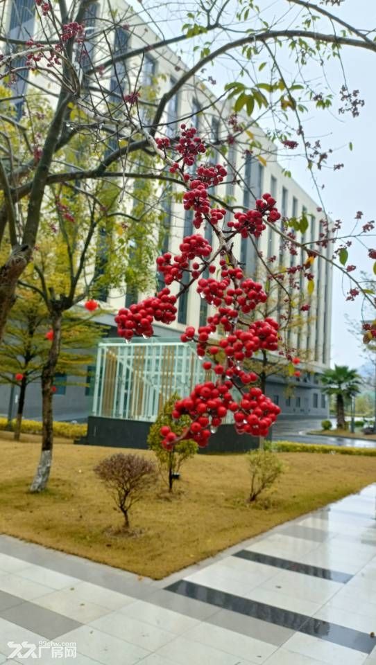 珠海高新区9.9元/㎡的厂房出租，大平层1600㎡起 - 3