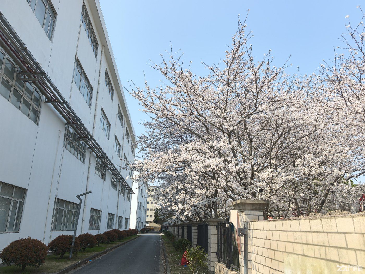 不用去日本、武汉、也不用去顾村公园在自己厂区就可以欣赏樱花的独院厂房