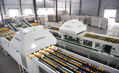 脐橙分选机 视觉选果设备大小重量分级分拣系统 全自动清洗分类