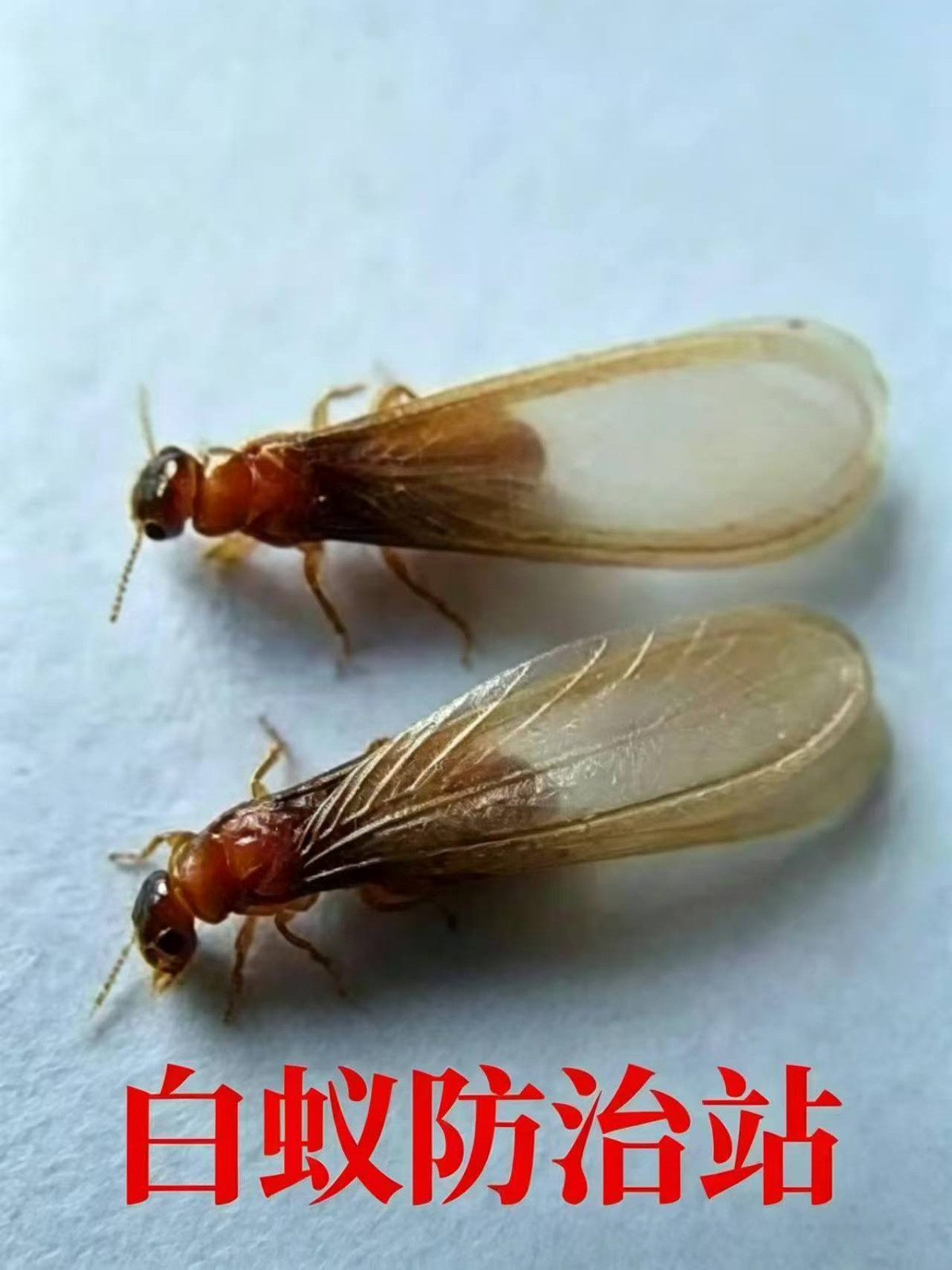 严检测|吴中区>全屋防|四害消杀及异味消毒、售后优咨询电话